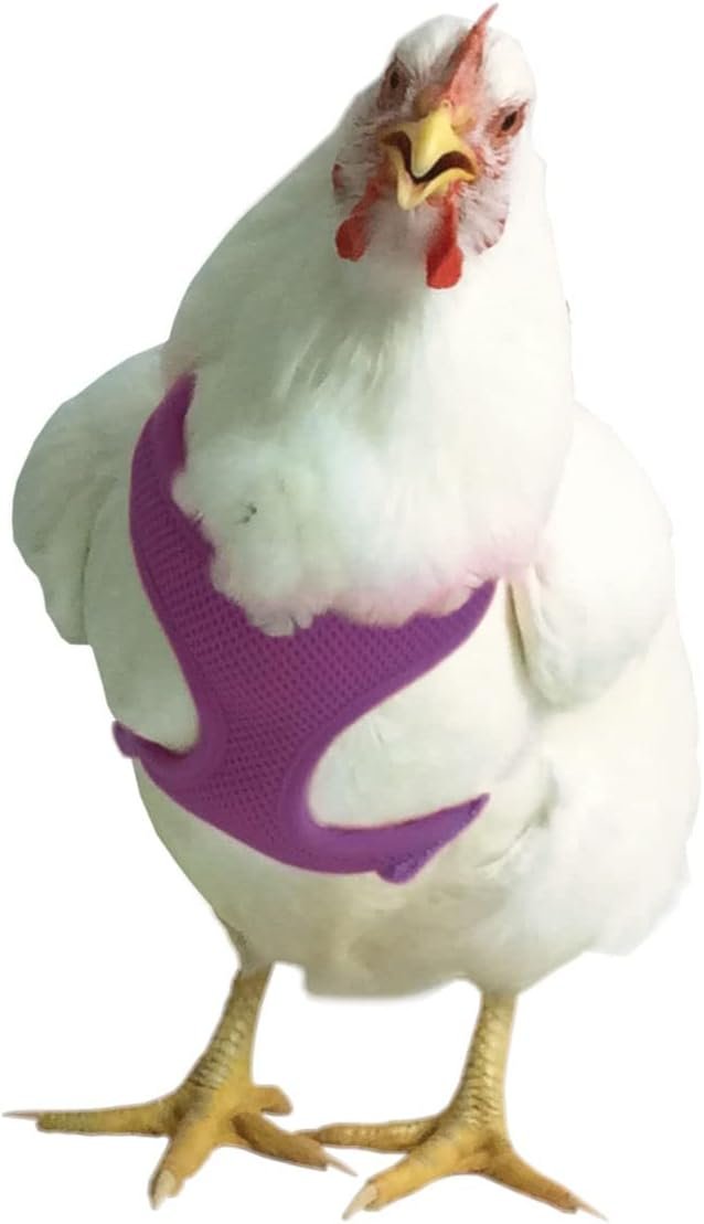 Chicken Harness (Purple, X-Small)