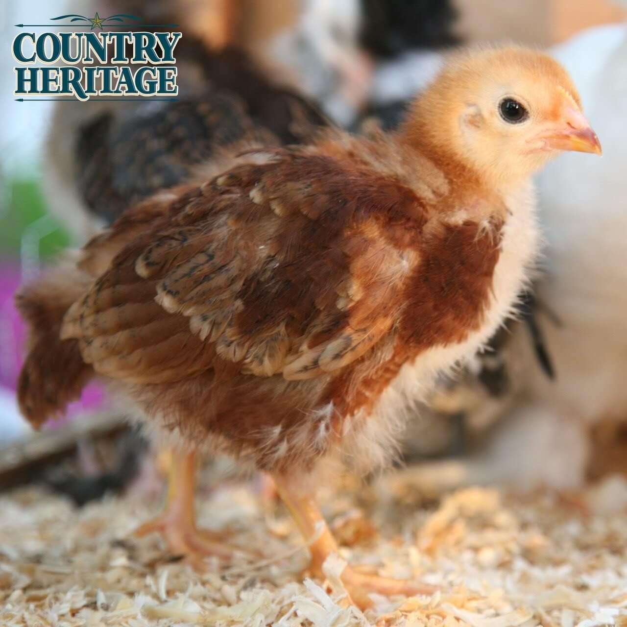 Country Heritage Chicken Layer Crumble Feed for Egg Layers 50 Pounds