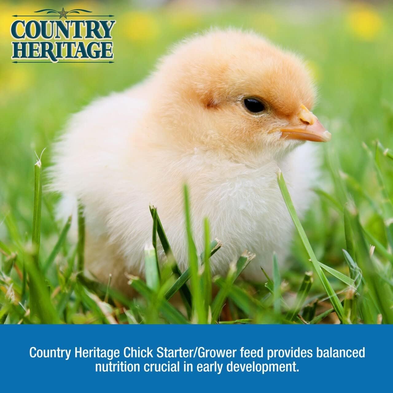 country heritage chicken layer crumble feed review