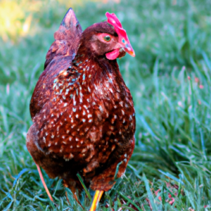 how do regional regulations for chicken keeping vary across states or countries