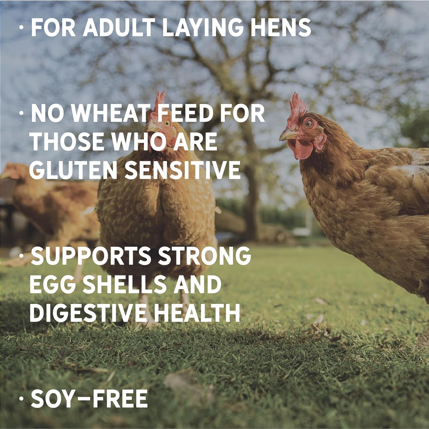 New Country Organics | Wheat-Free Chicken Feed 25lbs | Layer Feed for Laying Hens | Gluten-Free and Soy-Free | 17% Protein | Certified Organic and Non-GMO Chicken Food | 25 lbs Bag