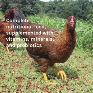 new country organics wheat free chicken feed review