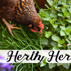 what are natural remedies to support chicken health