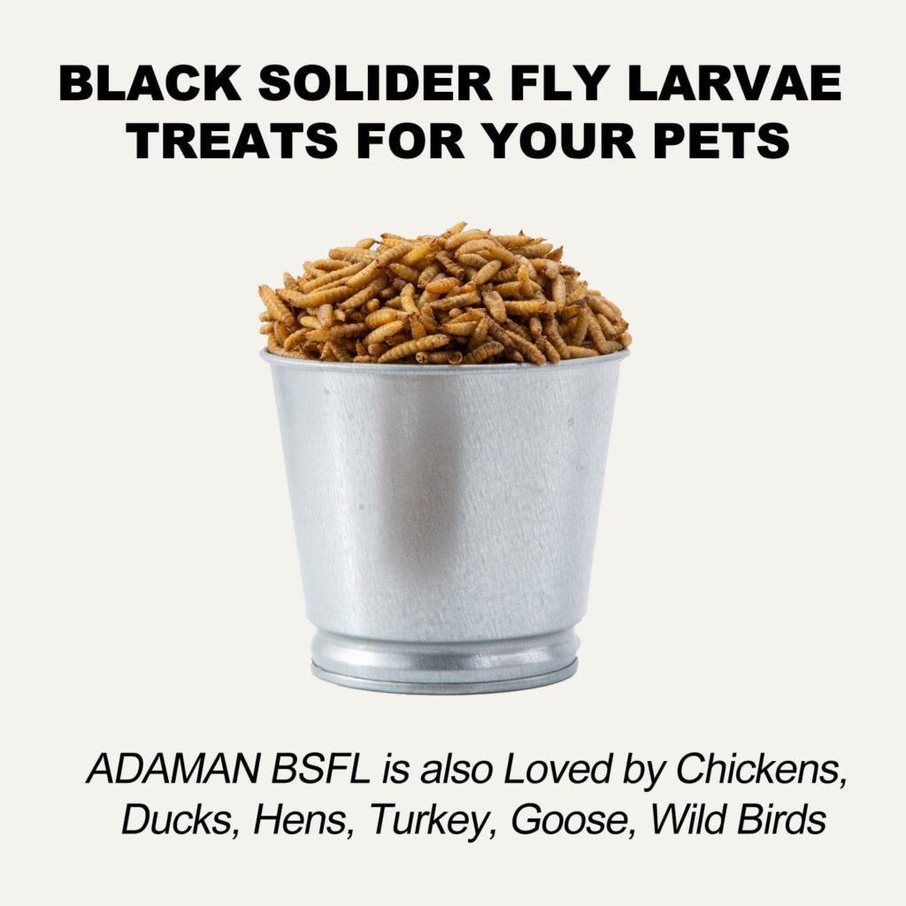 adaman soldier fly larvae review
