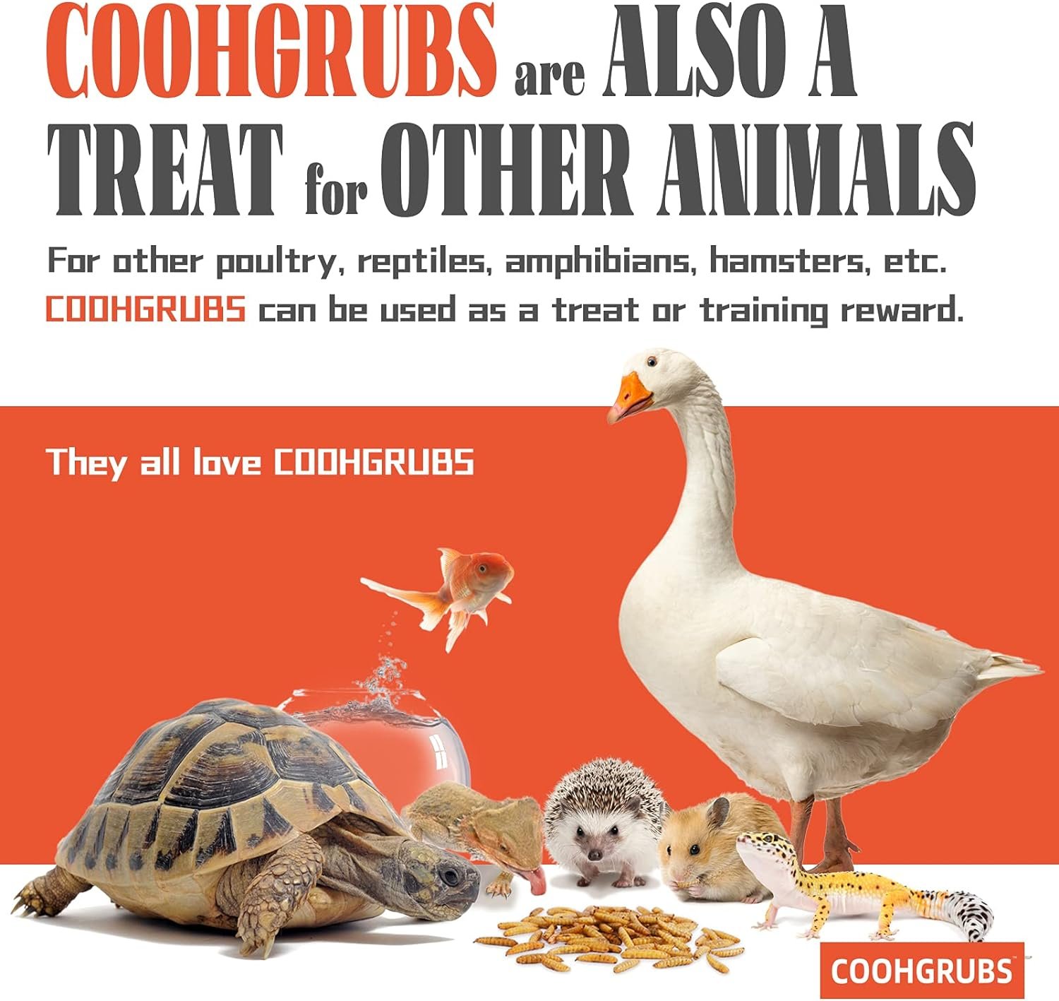 COOHGRUBS 2-lb Dried Black Soldier Fly Larvae Chicken Treats, High Protein Calcium Rich BSF Larvae Snacks for Hens Ducks