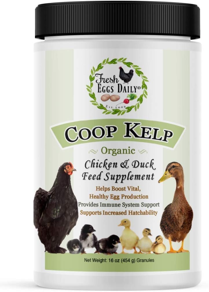 fresh eggs daily coop kelp feed supplement review