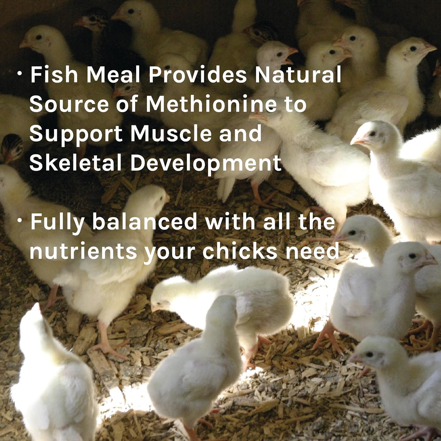 New Country Organics | Starter Feed for Growing Chicks | Soy-Free and Corn-Free | 21% Protein | Certified Organic and Non-GMO | 40 lbs
