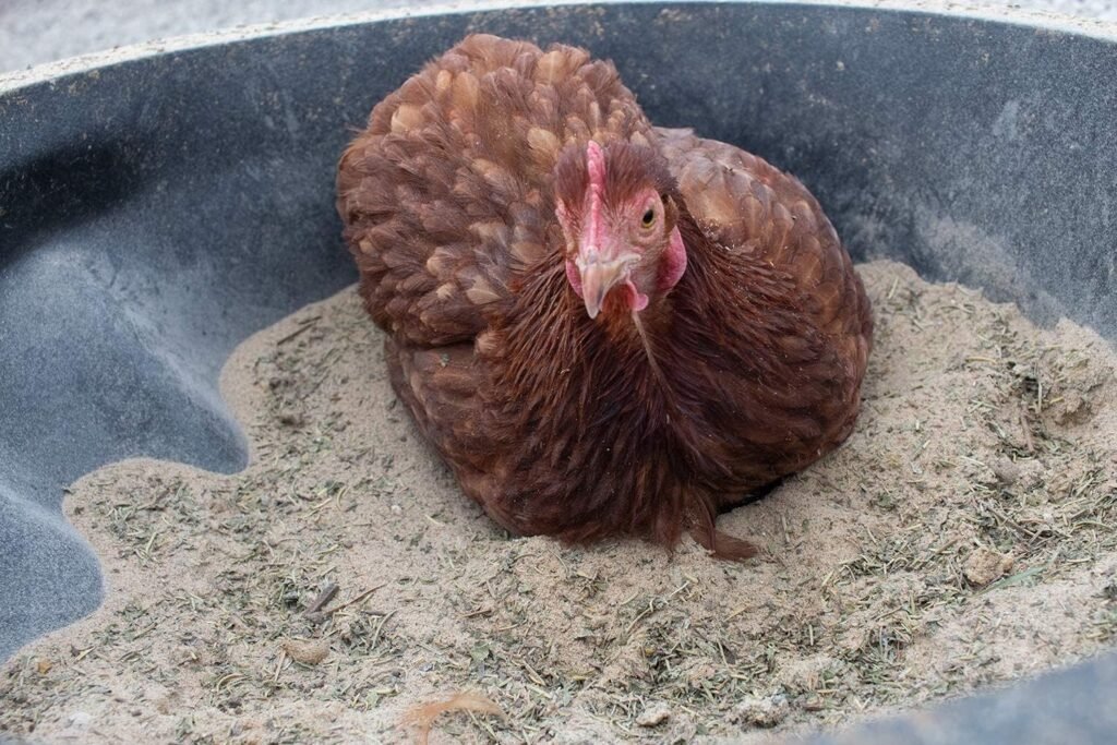 pampered chicken mama dust bath review