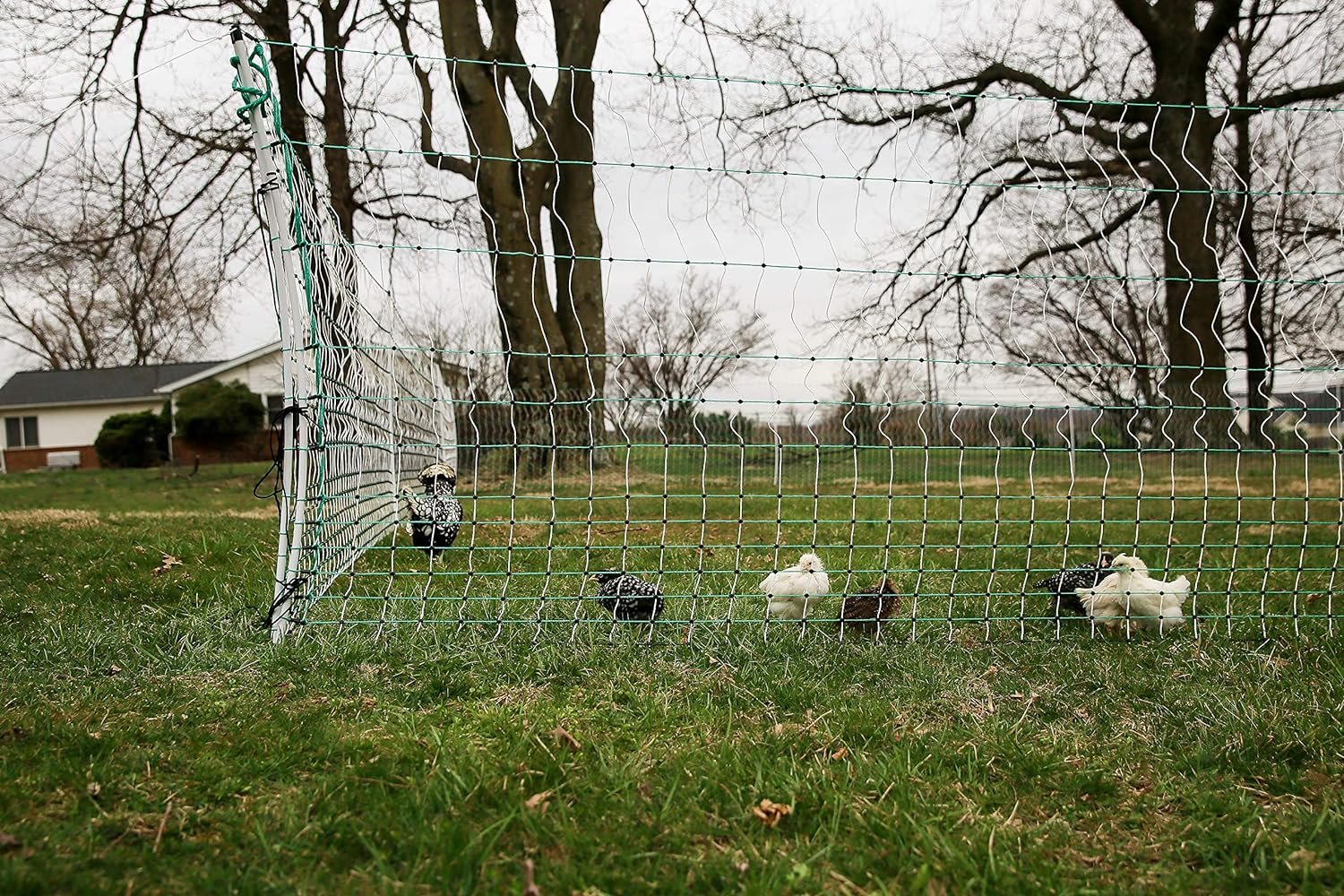 RentACoop Poultry Netting Electric Fence - Electric Poultry Enclosure for Chickens, Ducks, Turkeys - Suitable for 4 Week Old Chickens/Older and Adult Poultry - Energizer Not Included - 168 L x 48 H
