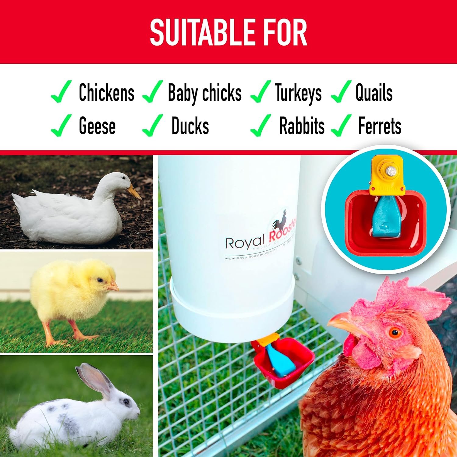 Royal Rooster 1 Gallon Automatic Chicken Waterer with 1 Gravity-Feed Valve-Operated Cup - Indoor and Outdoor Hanging Chicken, Duck and Poultry Water Dispensing System with Drinking Cup for The Coop