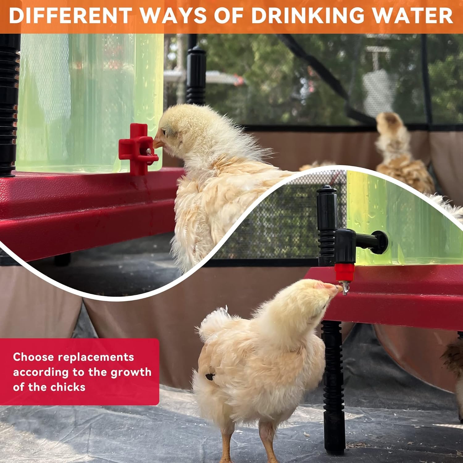 ZenxyHoC Chick Waterer 1L 2 Pack with 2 Chicken Nipple Drinker Red