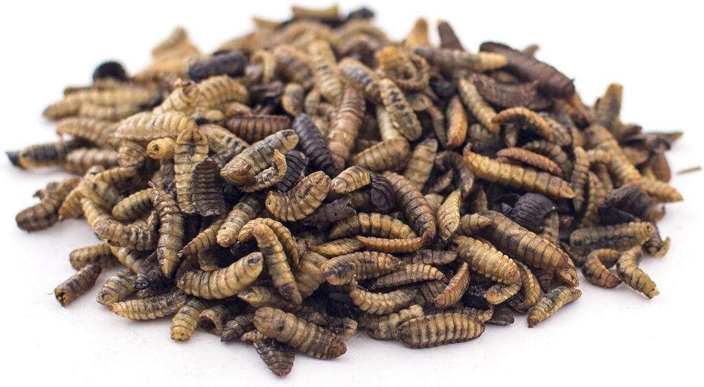 culinary coop chicken treats soldierworms review