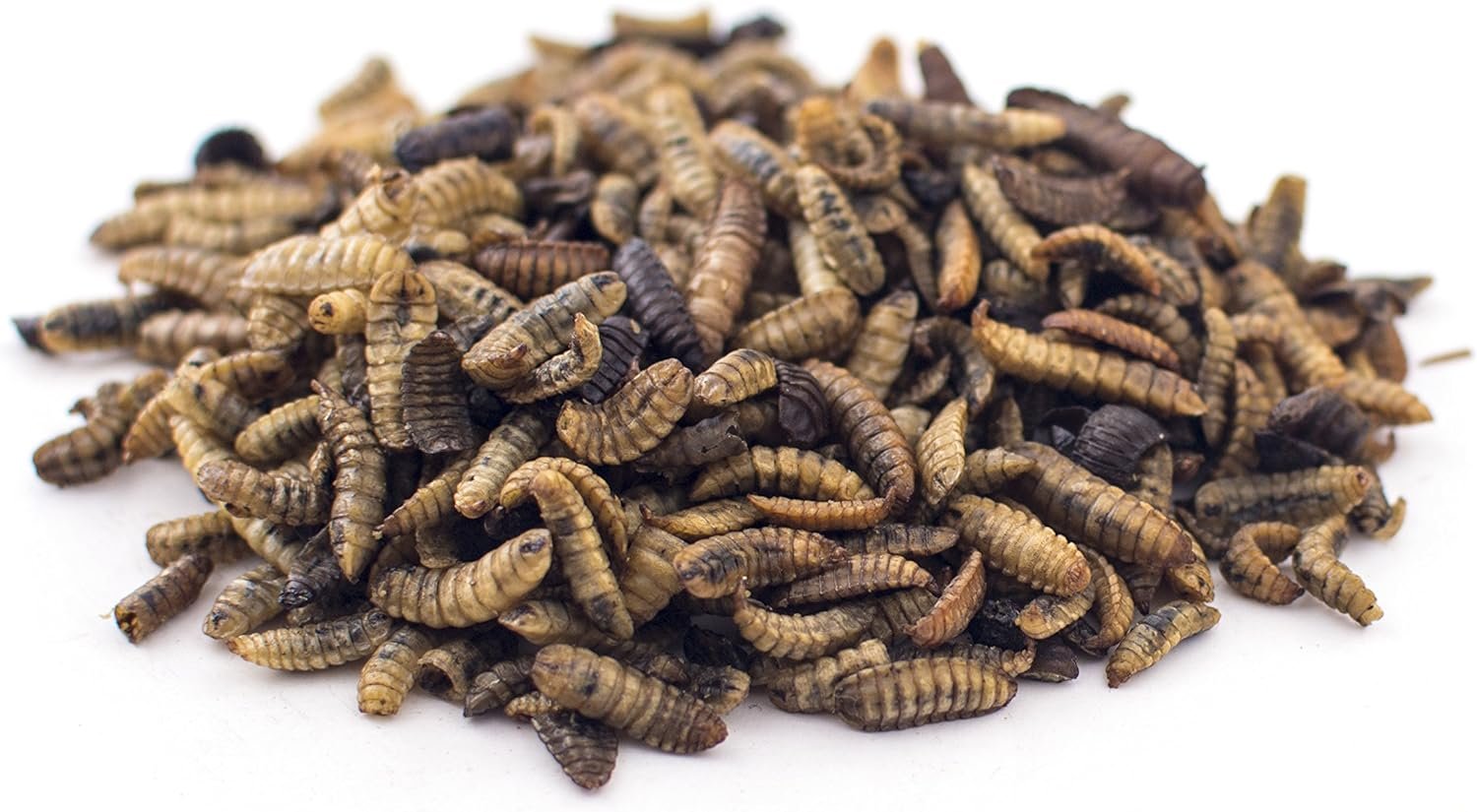 culinary coop chicken treats soldierworms review