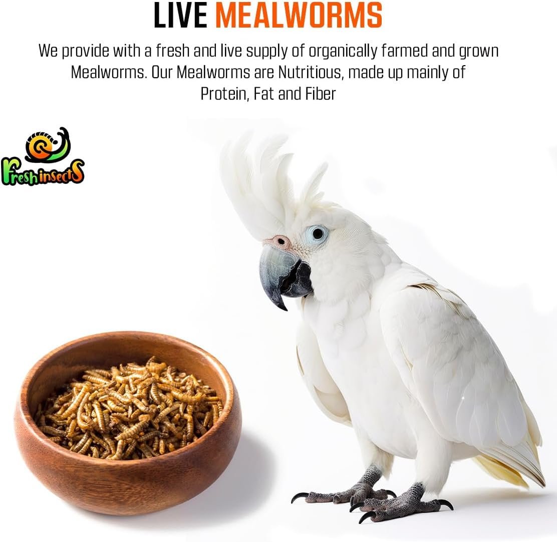 Freshinsects Live Mealworms for Chicken or Birds,High Protein Feed,Quality Food and Treats,Essential Proteins,Fats,Vitamins Laying Hens,Ducks,Wild Birds,Reptiles,Lizard,Turtles Small (2000 Count)
