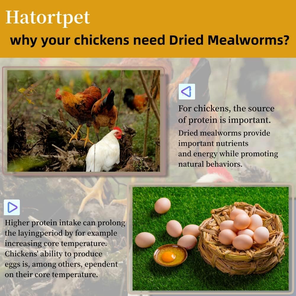 Hatortpet 40LB High Protein Dried Mealworms for Birds, Chickens and Small Pets (Pack of 4)