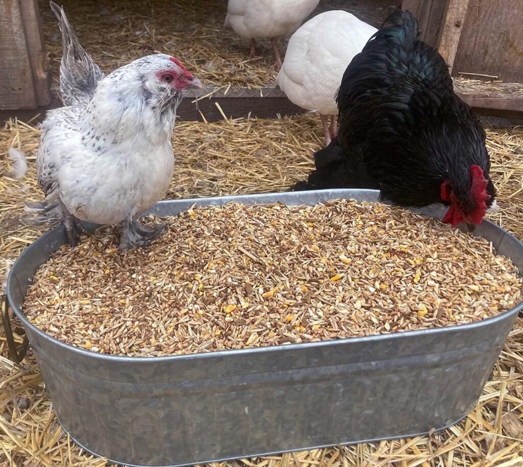 pampered chicken mama backyard chicken feed review