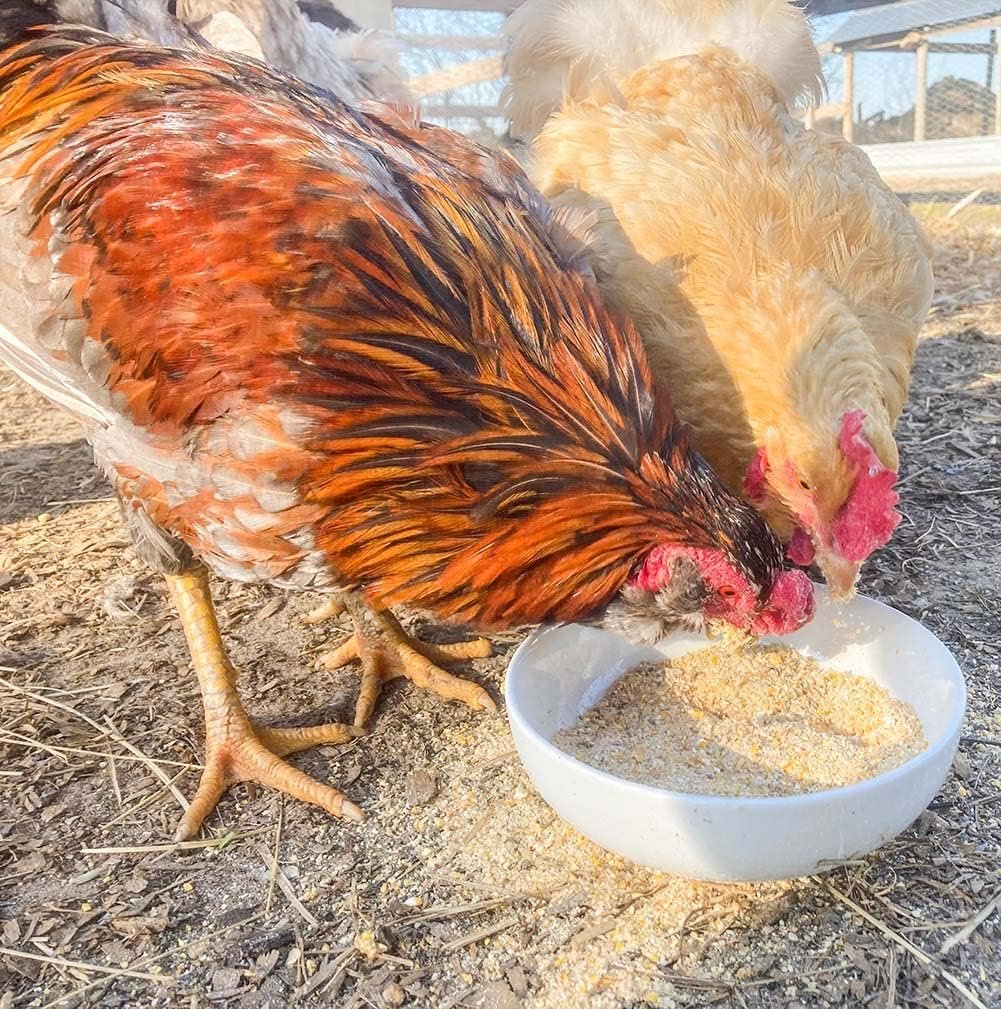Pampered Chicken Mama Egg-Cellent Yolks: Organic Chicken Feed Supplement  Duck Food for Golden Yolks (2.5 pounds)